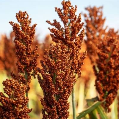 Conheça o novo protagonista do agro - Notícias - Mato Grosso digital