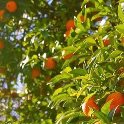 Controle do psilídeo avança com nova estratégia - Notícias - Mato Grosso digital