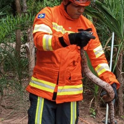 Corpo de Bombeiros captura animais silvestres em Poconé e Alto Garças - Notícias - Mato Grosso digital