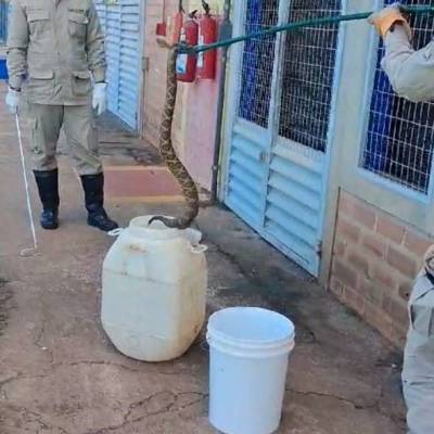 Corpo de Bombeiros captura cascavel em empresa de biodiesel em Campo Verde - Notícias - Mato Grosso digital