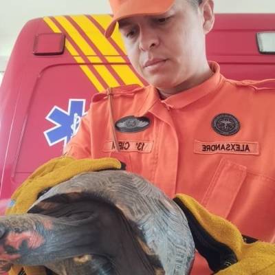 Corpo de Bombeiros captura jiboia e jabuti que estavam em perímetro urbano - Notícias - Mato Grosso digital