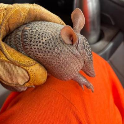 Corpo de Bombeiros Militar resgata tatu-bola de residência - Notícias - Mato Grosso digital