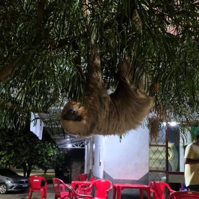 Corpo de Bombeiros resgata arara-vermelha e bicho-preguiça em Alta Floresta - Notícias - Mato Grosso digital