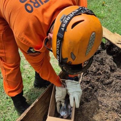 Corpo de Bombeiros resgata filhote de arara-canindé após queda de palmeira - Notícias - Mato Grosso digital