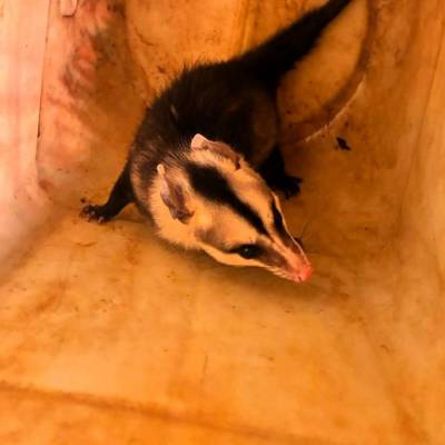 Corpo de Bombeiros resgata saruê e serpente encontradas em residências - Notícias - Mato Grosso digital