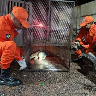Corpo de Bombeiros resgata tamanduá-mirim e ave saracura de locais de risco - Notícias - Mato Grosso digital