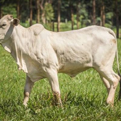 Cotação do boi gordo sobe em São Paulo e Maranhão - Notícias - Mato Grosso digital