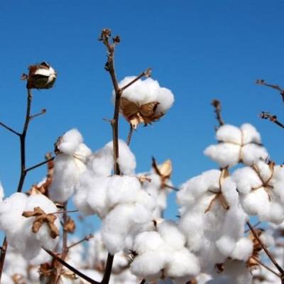 Cotonicultura debate expansão e novos desafios - Notícias - Mato Grosso digital
