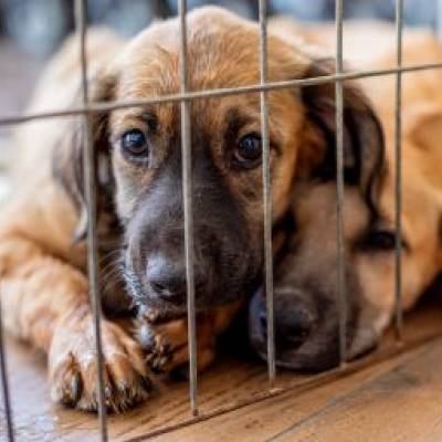 Cuiabá amplia ações de proteção animal e promove adoção de pets - Notícias - Mato Grosso digital