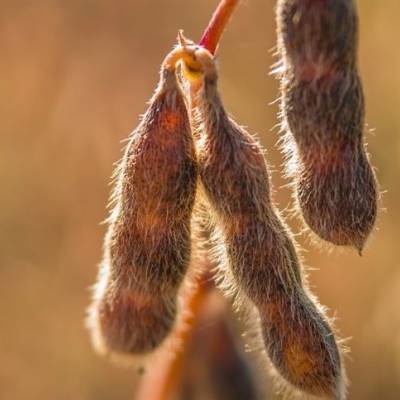 Diesel mais caro impacta produção de soja no Mato Grosso - Notícias - Mato Grosso digital