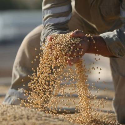 Disparada da soja surpreende mercado global - Notícias - Mato Grosso digital