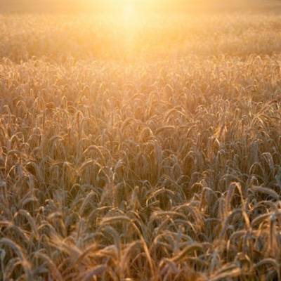 Disputa por trigo de qualidade sustenta alta dos preços no Paraná - Notícias - Mato Grosso digital