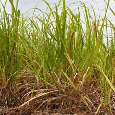 Doença do plantio pode elevar custos na cana-de-açúcar - Notícias - Mato Grosso digital