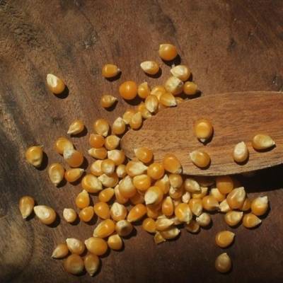 Dólar e oferta pressionam preços internos do milho - Notícias - Mato Grosso digital