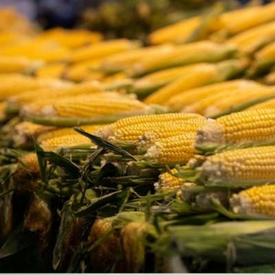 Egito, Irã e Vietnã lideram compras de milho de Mato Grosso - Notícias - Mato Grosso digital