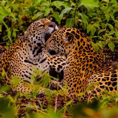 Embratur destaca Pantanal e Mato Grosso como potências do turismo brasileiro - Notícias - Mato Grosso digital