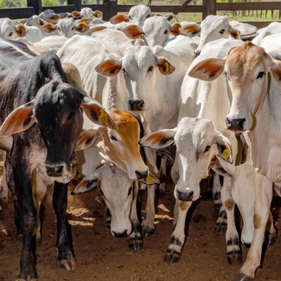 Empaer alerta produtores sobre importância da vacina contra brucelose - Notícias - Mato Grosso digital