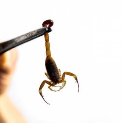 Escorpiões respondem por 60% dos acidentes com animais peçonhentos em Cuiabá - Notícias - Mato Grosso digital