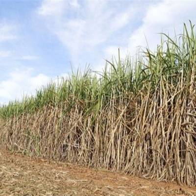 Especialista: Controle de solo sustenta nova fase da cana - Notícias - Mato Grosso digital