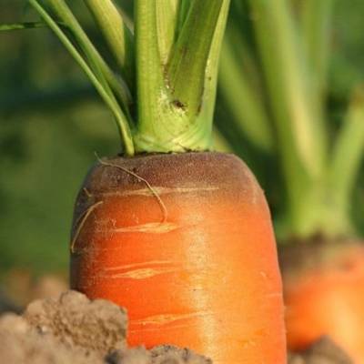 Excesso de cenoura vira desafio inesperado - Notícias - Mato Grosso digital