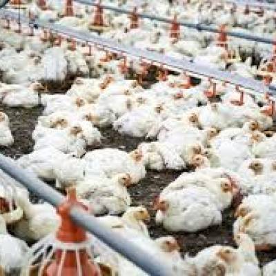 Exportação de carne de aves no Brasil registra queda de 12,9% em maio - Notícias - Mato Grosso digital