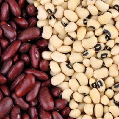 Feijão: rotação de culturas ajuda a controlar nematoides - Notícias - Mato Grosso digital