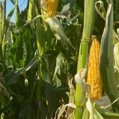 Goiás espera maior produtividade do milho em 12 anos - Notícias - Mato Grosso digital