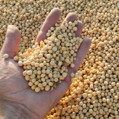 Grãos disparam e mercado reage a clima e demanda - Notícias - Mato Grosso digital