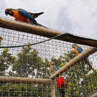 Guarda de animais silvestres permanece aberta durante todo o ano, entenda - Notícias - Mato Grosso digital
