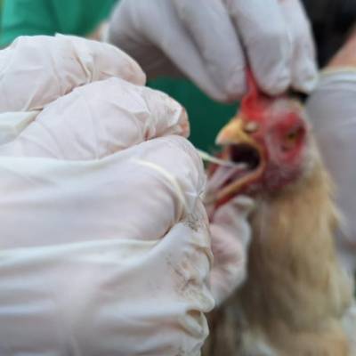 Indea adota medidas para conter circulação de gripe aviária em Campinápolis - Notícias - Mato Grosso digital