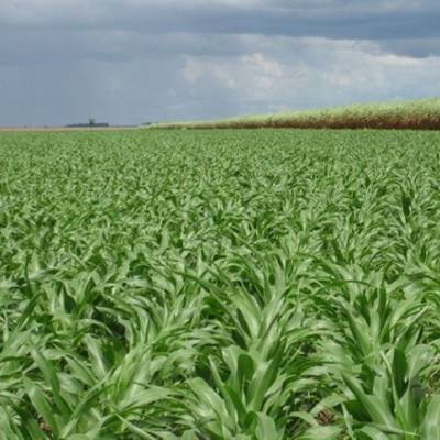 Integração de operações otimiza janela da safrinha - Notícias - Mato Grosso digital