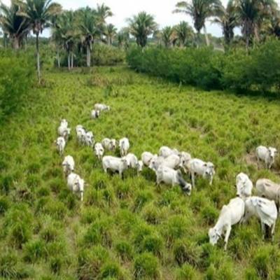 Integração pecuária-floresta fortalece produção rural sustentável no RS - Notícias - Mato Grosso digital