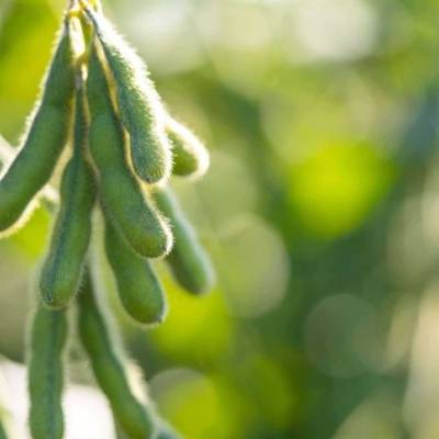 Lavoura de soja ganha reforço com cultivares adaptadas - Notícias - Mato Grosso digital