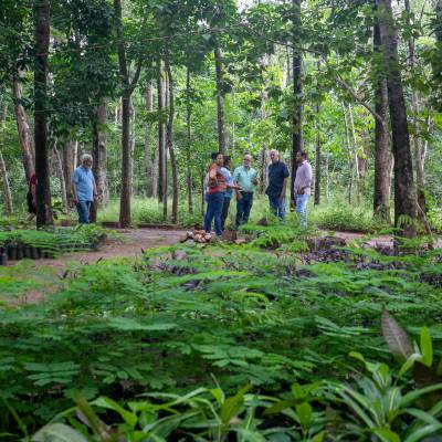 Mais árvores, menos calor: Cuiabá aposta em novo modelo urbano - Notícias - Mato Grosso digital