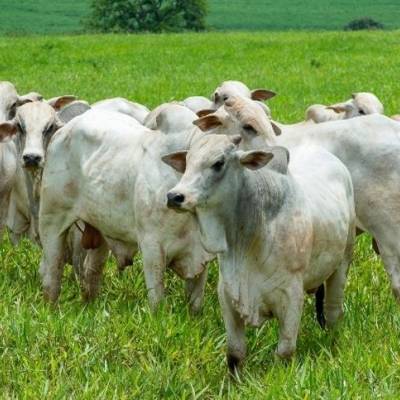 Mato Grosso: abate de fêmeas cai 24,59% em um ano - Notícias - Mato Grosso digital