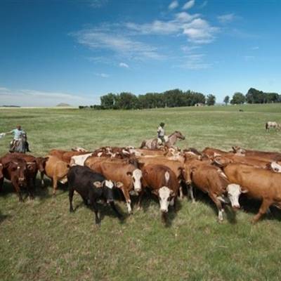 Mato Grosso amplia abate de bovinos no trimestre - Notícias - Mato Grosso digital