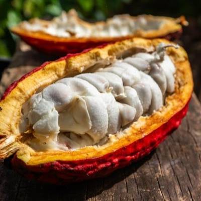 Mato Grosso aposta no cacau para diversificar a renda rural - Notícias - Mato Grosso digital