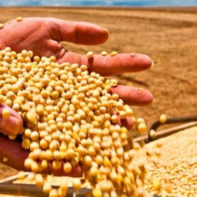 Mato Grosso bate novo recorde no esmagamento de soja - Notícias - Mato Grosso digital