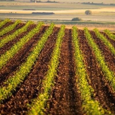 Mato Grosso concentra 15% da riqueza das fazendas - Notícias - Mato Grosso digital