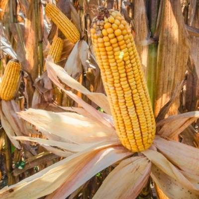 Mato Grosso do Sul recebe Programa para Incremento da Produtividade de Milho - Notícias - Mato Grosso digital