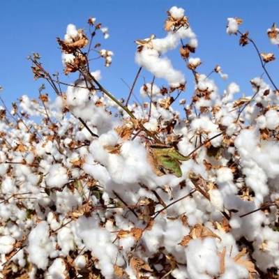 Mato Grosso: embarques de algodão somam 169 mil toneladas em fevereiro - Notícias - Mato Grosso digital