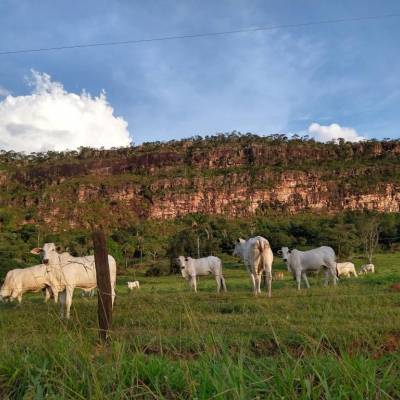 Mato Grosso fecha 2025 com 31,6 milhões de bovinos, aponta Indea - Notícias - Mato Grosso digital