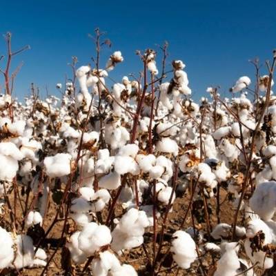 Mato Grosso lidera certificação de algodão no país - Notícias - Mato Grosso digital