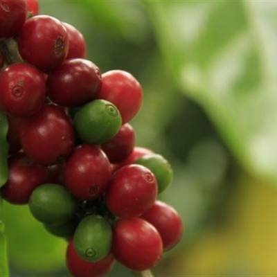 Maturação do café: como melhorar a uniformidade dos frutos na lavoura - Notícias - Mato Grosso digital