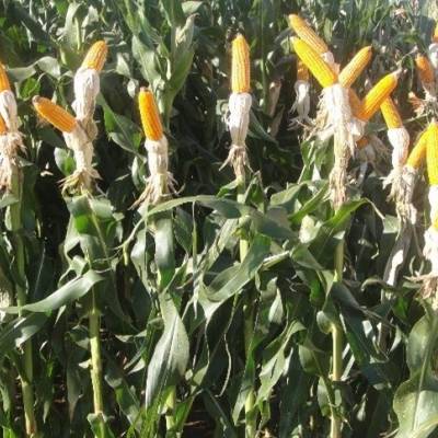 Mercado de milho e sua lentidão - Notícias - Mato Grosso digital