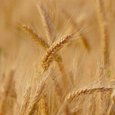 Mercado de trigo: preços sobem no Sul - Notícias - Mato Grosso digital