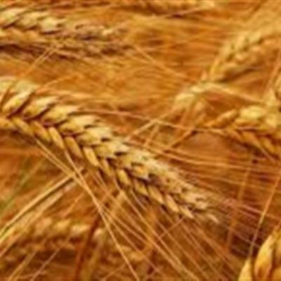 Mercado de trigo segue lento no Sul - Notícias - Mato Grosso digital