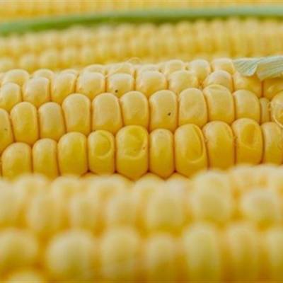 Mercado do milho inicia semana sob pressão - Notícias - Mato Grosso digital