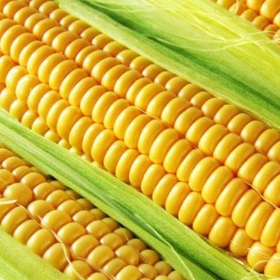 Mercado do milho mantém negociações pontuais - Notícias - Mato Grosso digital