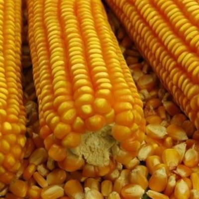 Mercado do milho reage com alta do dólar - Notícias - Mato Grosso digital